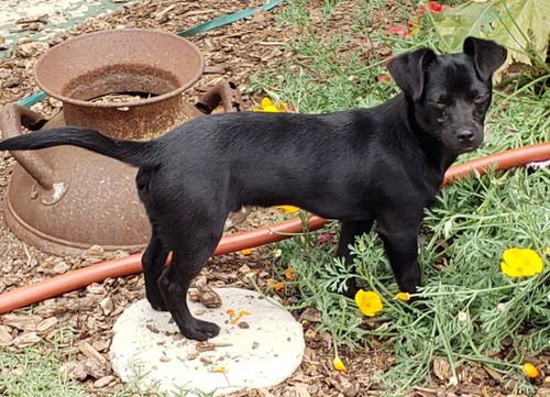 Mojo (Puppy)