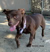 Mocha