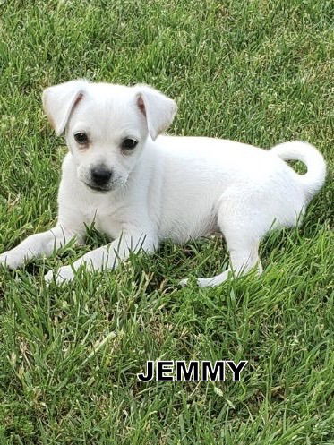 Jemmy (Puppy)