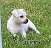 Jemmy (Puppy)