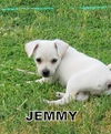 Jemmy (Puppy)