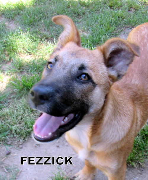 Fezzick (Puppy)