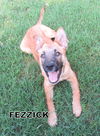 Fezzick (Puppy)