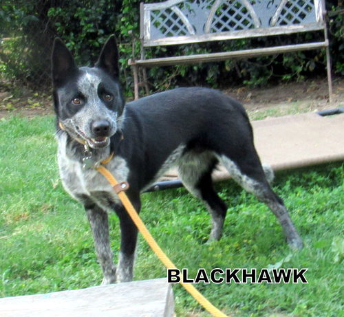 Black Hawk (Ritzy)