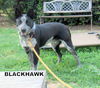 Black Hawk (Ritzy)