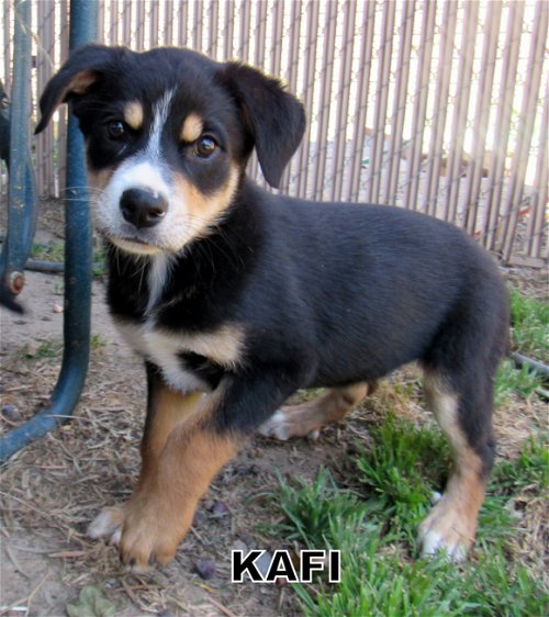Kafi (Puppy)
