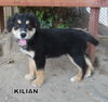 Kilian (Puppy)