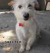 Skeeter