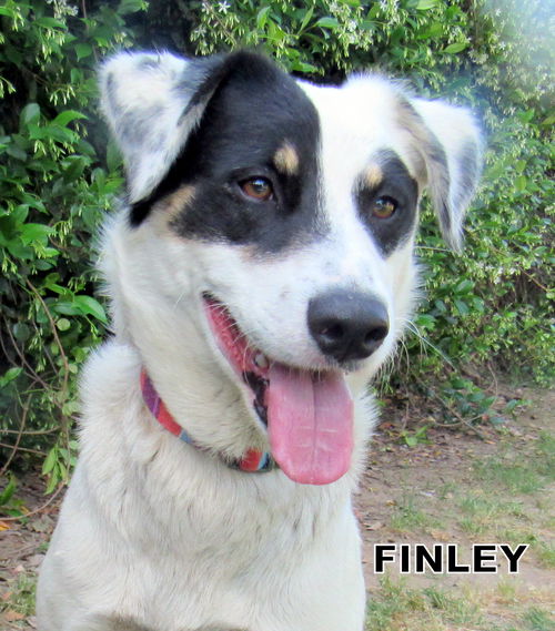 Finley