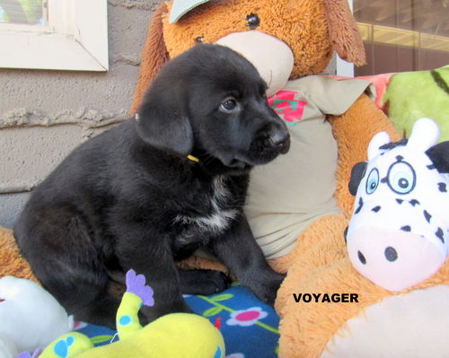 Voyager (Puppy)