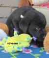 Voyager (Puppy)