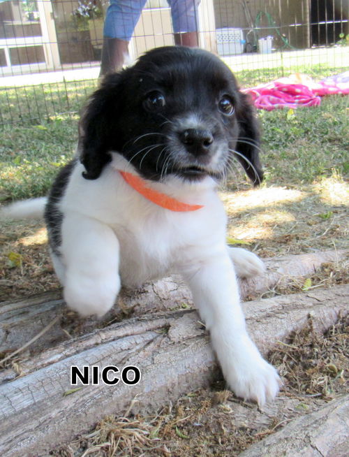 Nico (Puppy)