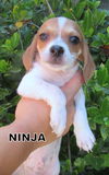 Ninja (Puppy)