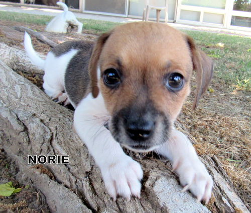 Norie (Puppy)