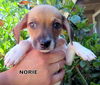 Norie (Puppy)