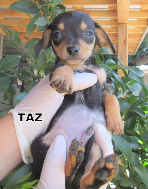 Taz (Puppy)