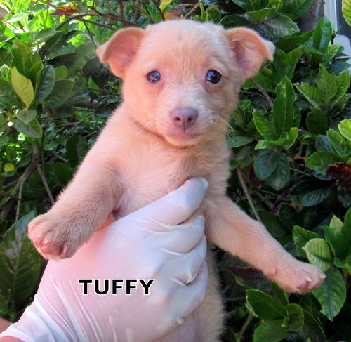 Tuffy (Puppy)