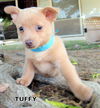 Tuffy (Puppy)