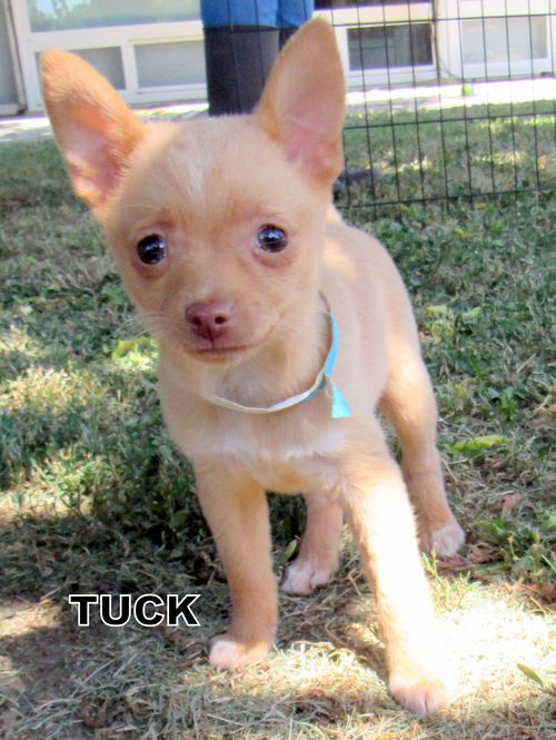 Tuck