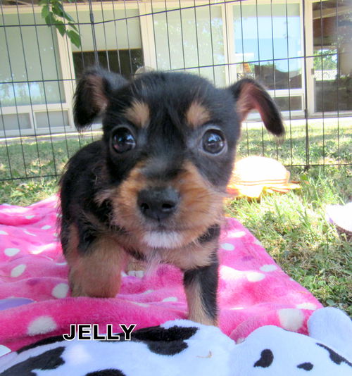 Jelly (Puppy)