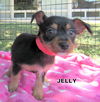 Jelly (Puppy)