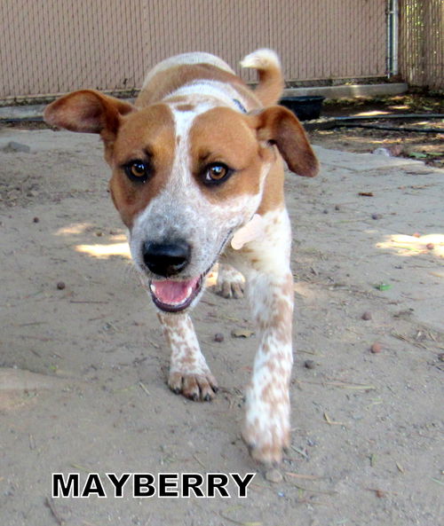 Mayberry