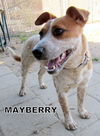 Mayberry