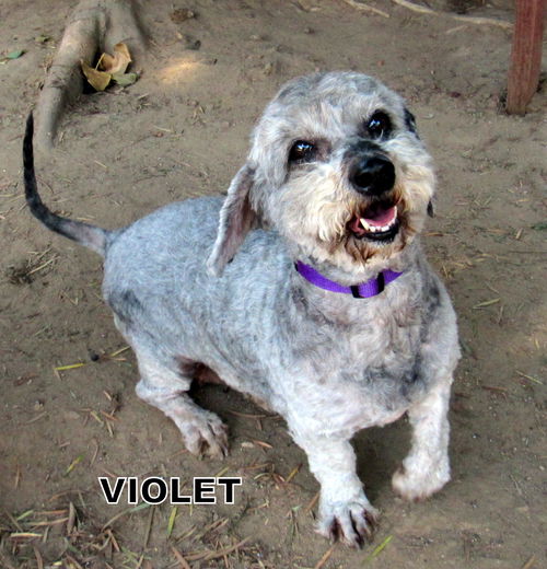 Violet (Ritzy)