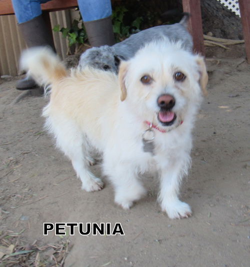 Petunia (Ritzy_