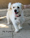 Petunia (Ritzy_