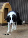 Mateo (Ritzy)