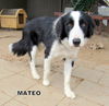 Mateo (Ritzy)