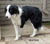 Mateo (Ritzy)