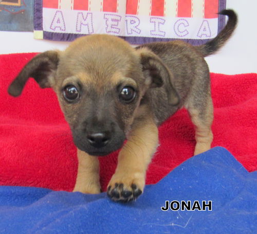 Jonah (Puppy)