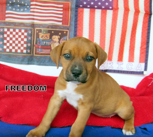 Freedom (Puppy)