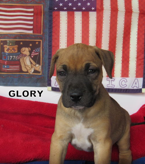 Glory (Puppy)