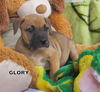 Glory (Puppy)