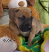 Glory (Puppy)