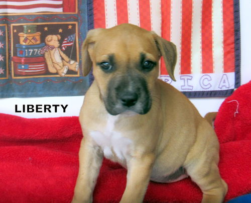 Liberty (Puppy)