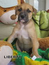 Liberty (Puppy)