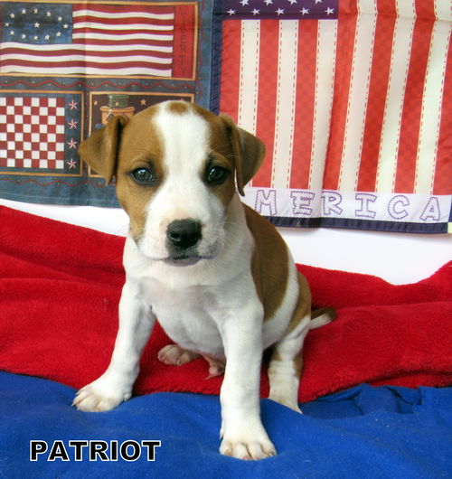 Patriot (Puppy)