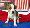 Patriot (Puppy)