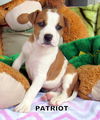 Patriot (Puppy)