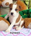 Patriot (Puppy)