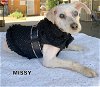 Missy (Ritzy GrandPaws)