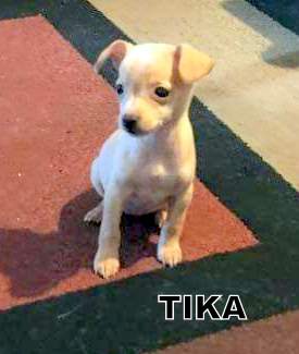 Tika