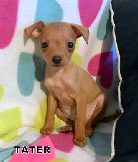 Tater