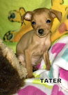 Tater