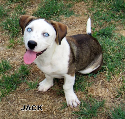 Jack (Puppy)
