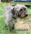 Schroeder (Ritzy)
